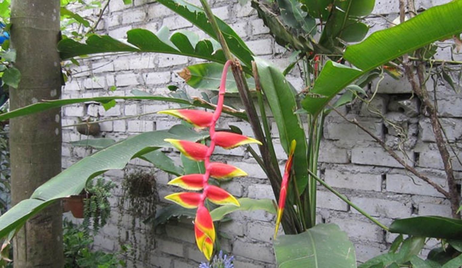 &Yacute; nghĩa phong thủy của c&acirc;y Chuối Ph&aacute;o